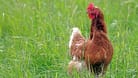 Ein Huhn im Gras (Symbolfoto): In Dortmund hatte eine Gruppe Hühner großes Glück. Sturm "Ylenia" sorgte dafür, dass eine Buche auf den Stall fiel. Alle Hühner blieben unverletzt.