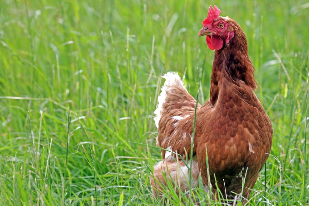 Ein Huhn im Gras (Symbolfoto): In Dortmund hatte eine Gruppe Hühner großes Glück. Sturm "Ylenia" sorgte dafür, dass eine Buche auf den Stall fiel. Alle Hühner blieben unverletzt.