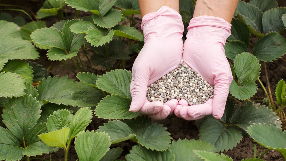 Erdbeeren düngen wann Der richtige Zeitpunkt zählt