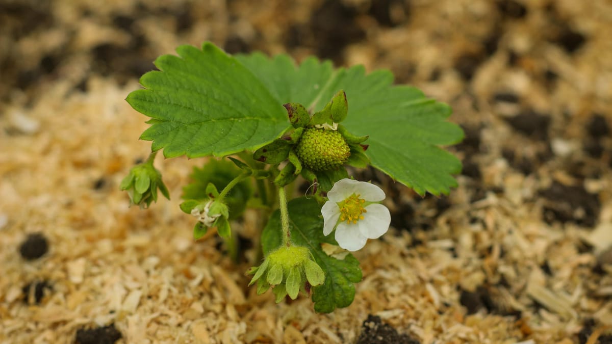 Erdbeeren düngen wann Der richtige Zeitpunkt zählt
