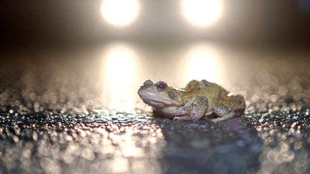 Augen auf im Straßenverkehr: Kröte und Co.