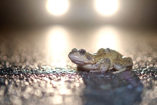 Augen auf im Straßenverkehr: Kröte und Co.