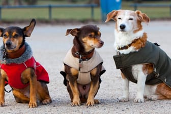 Drei Mischlinge in Winterbekleidung (Symbolbild): Immer mehr Sachsen legen sich einen tierischen Freund zu.