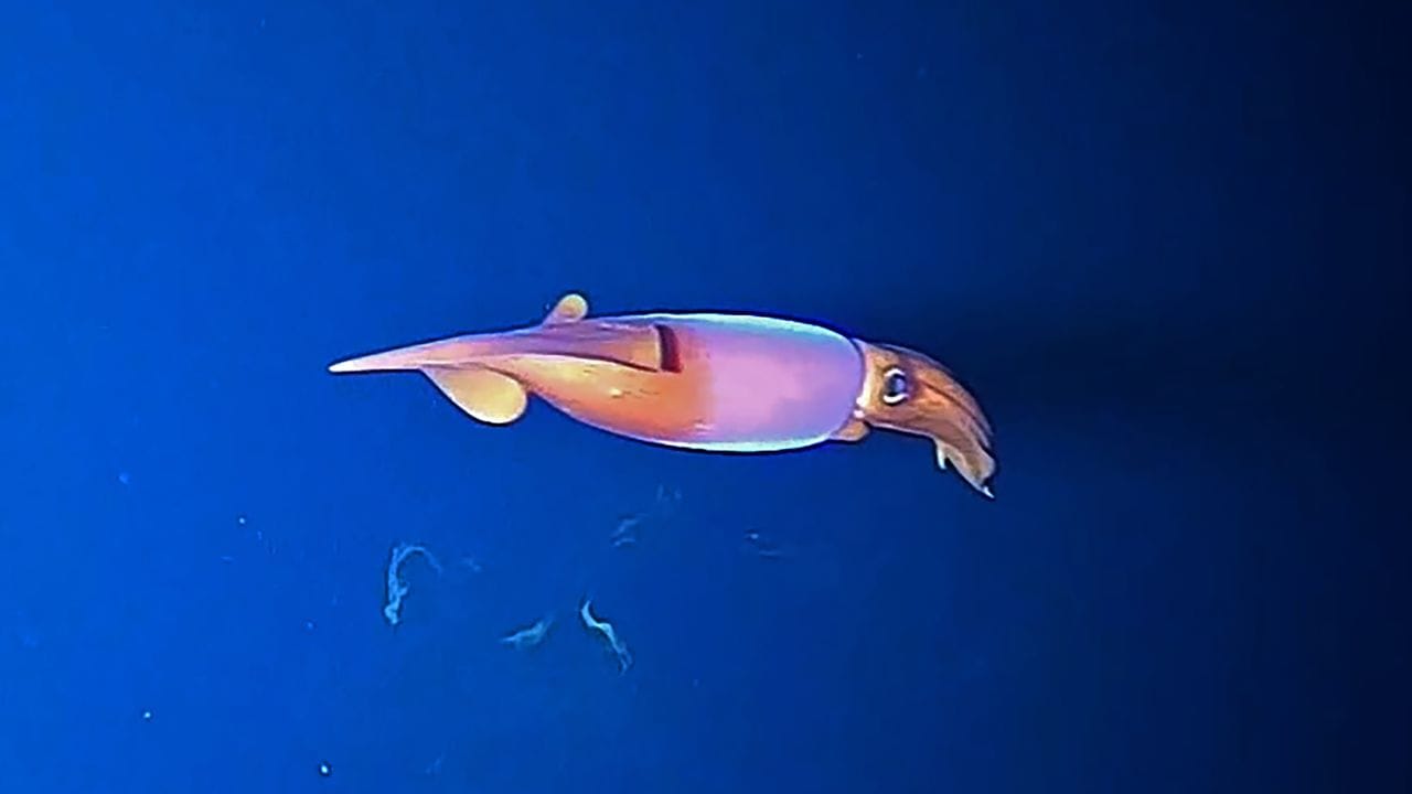 Ein Kalmar in arktischen Gewässern, aufgenommen von der Expeditions-Fischkamera.
