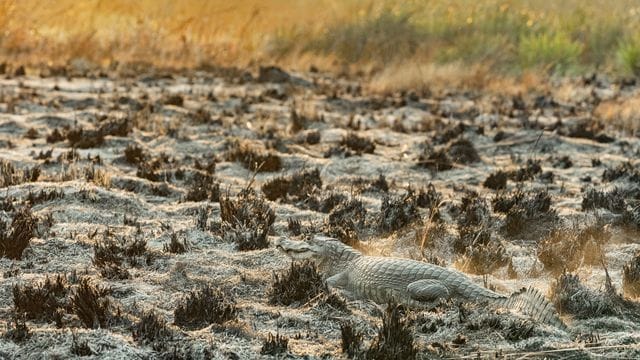 Die Brände im Iberá-Nationalpark bedrohen Tierarten wie Wasserschweine und Kaimane. Die Brände im Iberá-Nationalpark bedrohen Tierarten wie Wasserschweine und Kaimane.
