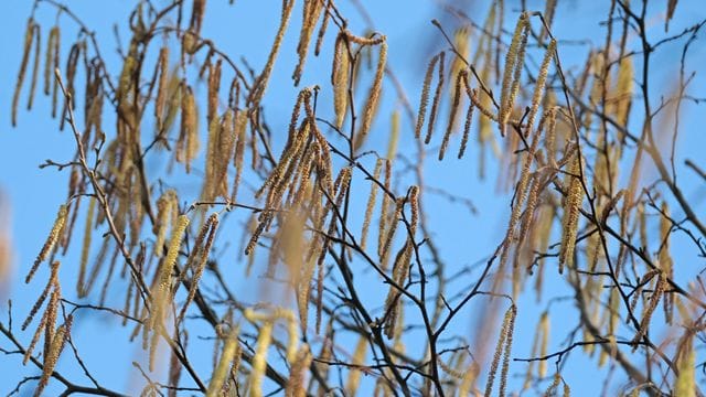 Pflanzen blühen etwa drei Wochen früher