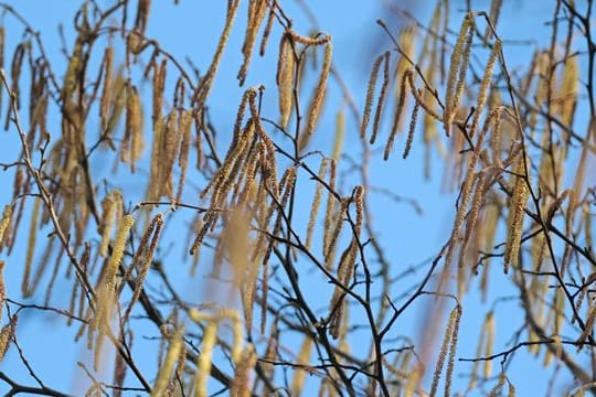 Pflanzen blühen etwa drei Wochen früher