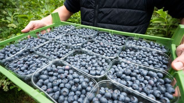 Blaubeerernte in Niedersachsen Blaubeerernte in Niedersachsen
