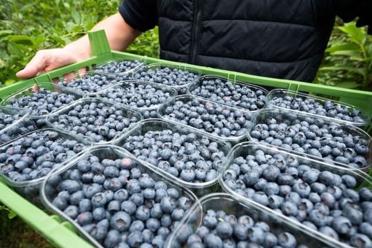 Blaubeerernte in Niedersachsen