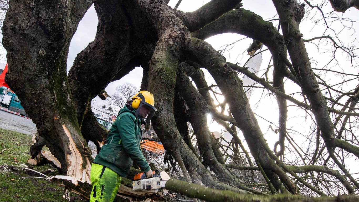 Ein umgestürzter Baum in Niedersachsen: Deutschlandweit wurden in den vergangenen Tagen zahlreiche Bäume durch den Sturm entwurzelt.
