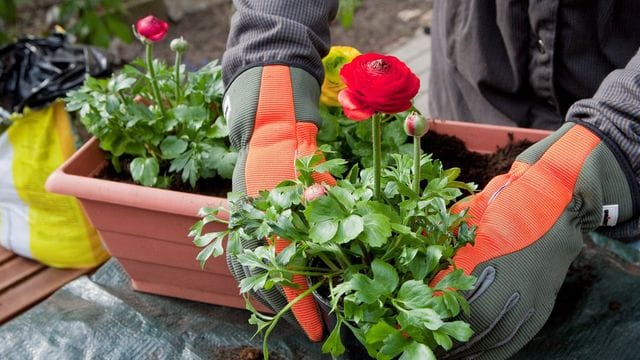 Bevor die Ranunkeln in frische Blumenerde kommen, am besten den Erdballen wässern und die Wurzeln lockern.