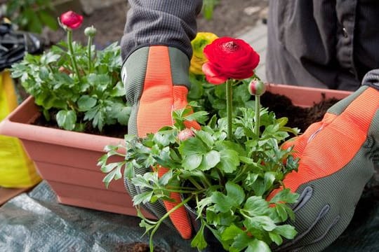 Bevor die Ranunkeln in frische Blumenerde kommen, am besten den Erdballen wässern und die Wurzeln lockern.