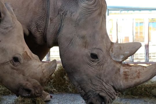 Nashornkuh Marcita mit Sohn Tayo (v) Anfang Februar m Zoopark Erfurt.