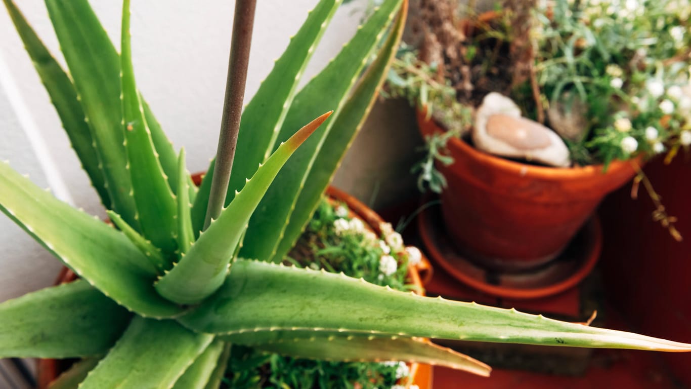 Dickblattgewächs: Aloe Vera gibt nachts Sauerstoff frei und macht sich gut als Schlafzimmerpflanze.