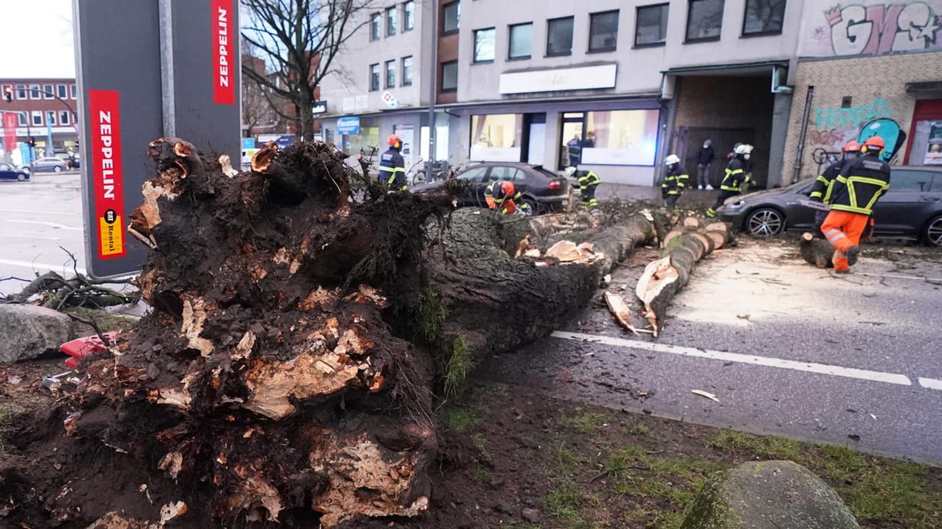 Einsatzkräfte der Feuerwehr zersägen und transportieren einen umgestürzten Baum von der Straße Bahrenfelder Steindamm. Der große Baum ist laut Polizeiangaben auf zwei Fahrzeuge und einen Radfahrer gestürzt.