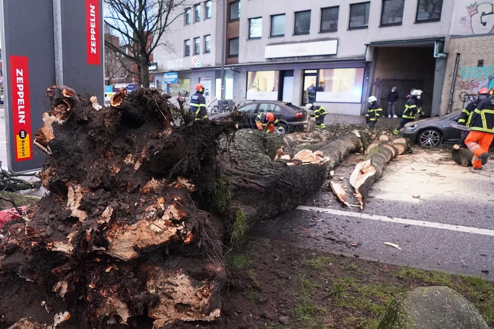 Einsatzkräfte der Feuerwehr zersägen und transportieren einen umgestürzten Baum von der Straße Bahrenfelder Steindamm. Der große Baum ist laut Polizeiangaben auf zwei Fahrzeuge und einen Radfahrer gestürzt.
