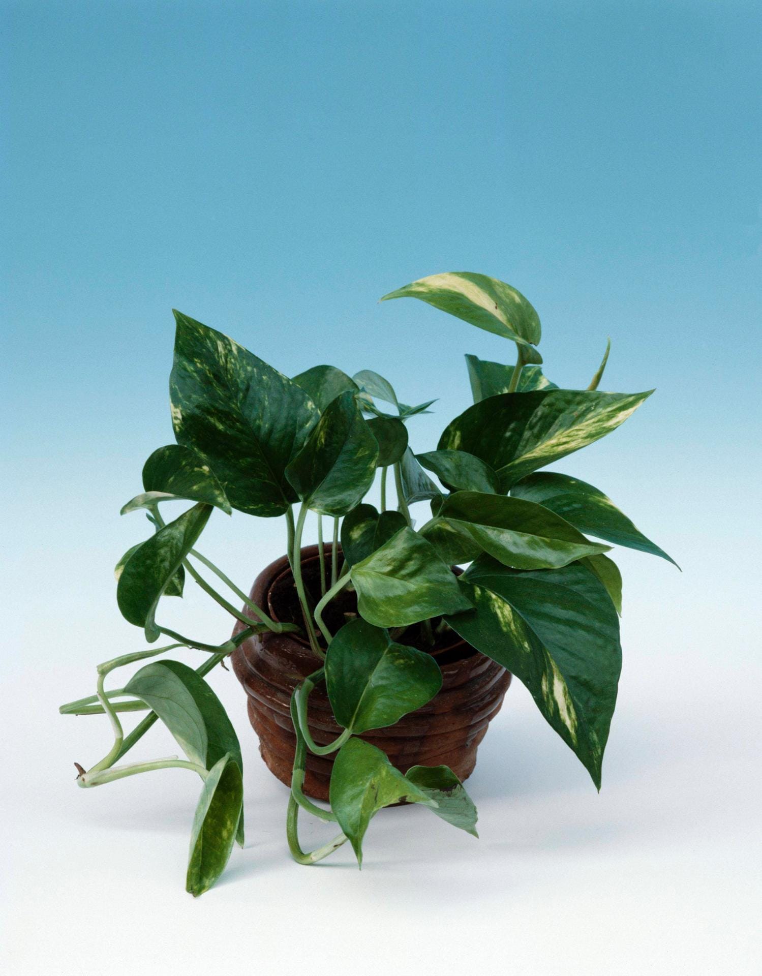 Efeutute: Die schöne Kletterpflanze aus Omas Zeiten ist zurück – und macht sich ebenfalls gut im Schlafzimmer.