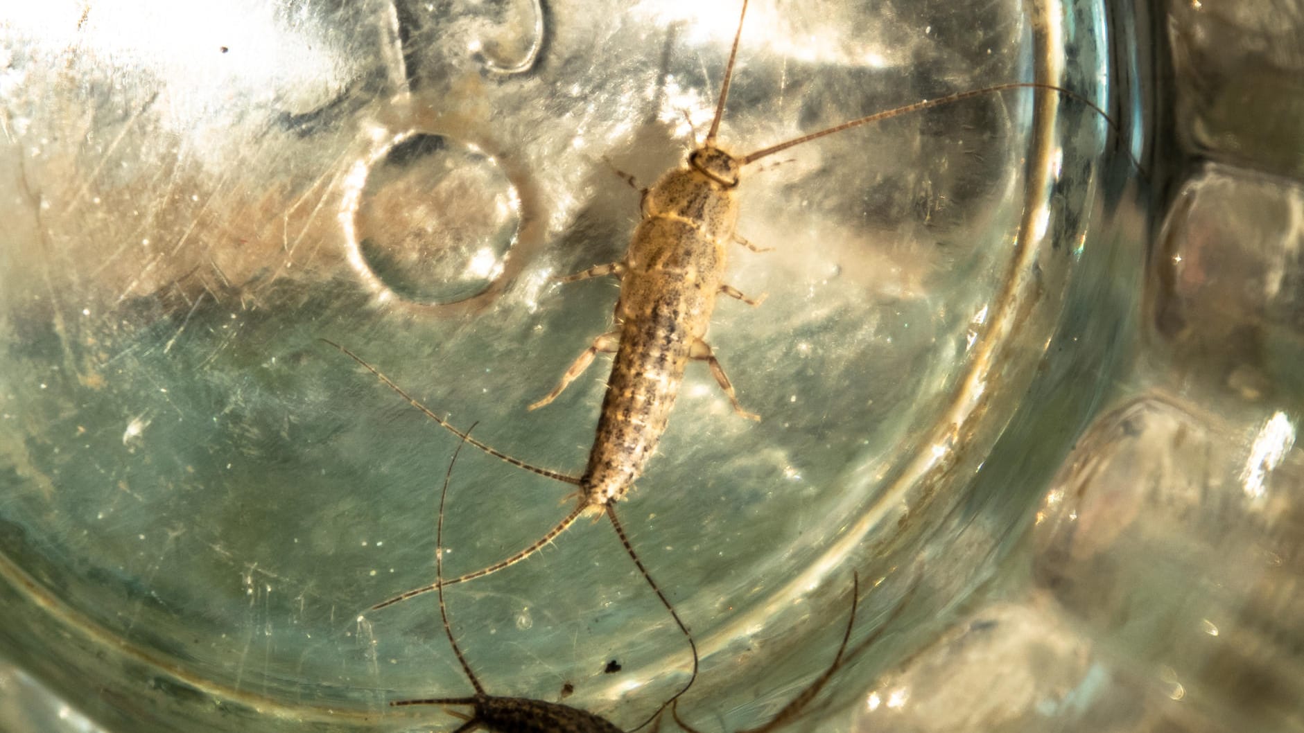 Falle: Aus einem Glas können die Silberfische nicht herausklettern.