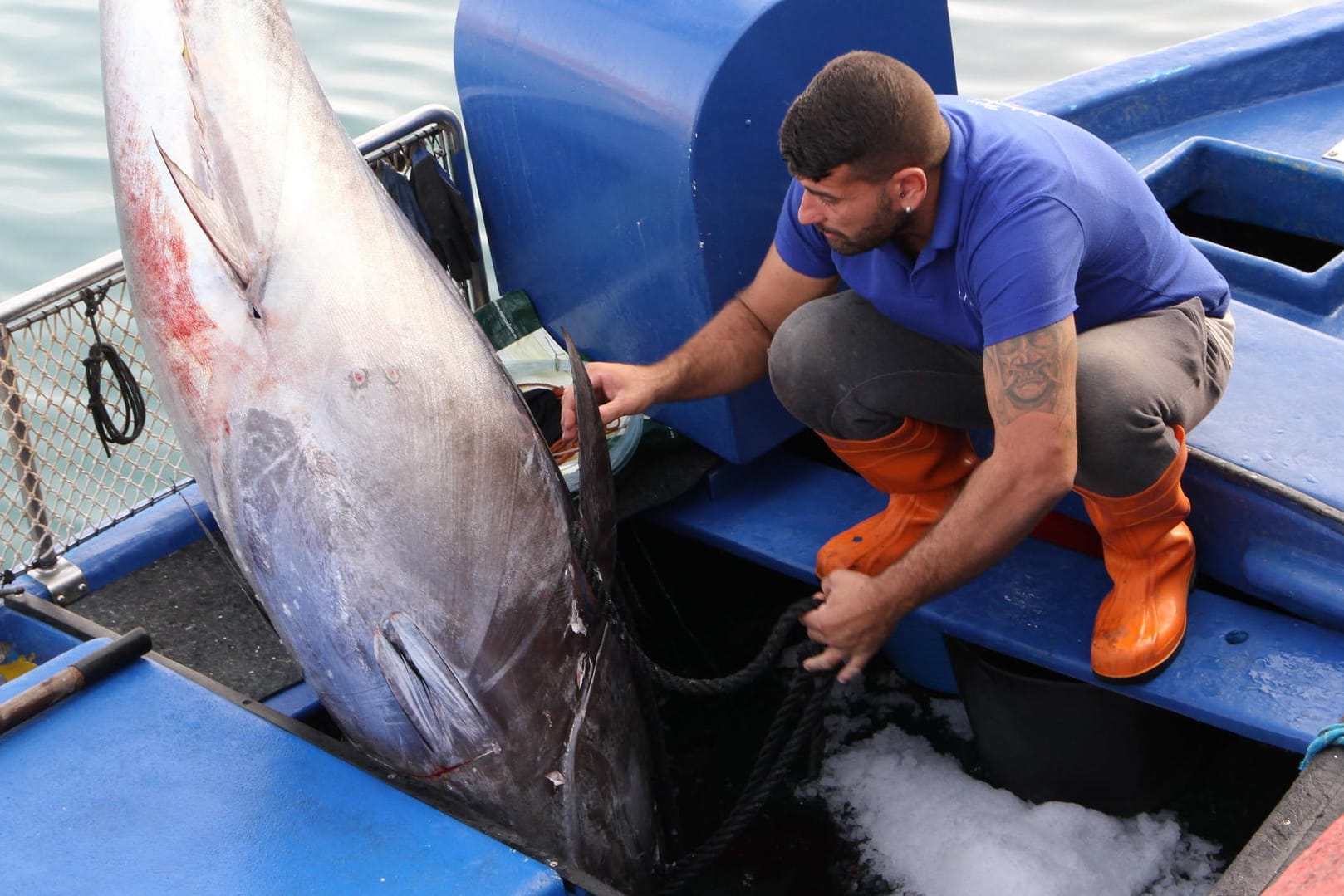 Ein Fischer mit einem Thunfisch (Archiv): Ein großes Exemplar wurde nun im Ionischen Meer im Westen Griechenlands gefangen.