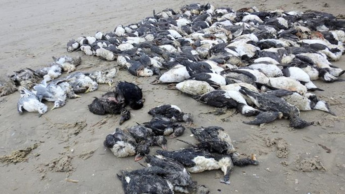 Tote Meeresvögel auf der Nordsee-Insel Fanø.