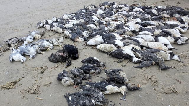 Tote Meeresvögel auf der Nordsee-Insel Fanø.