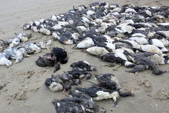 Tote Meeresvögel auf der Nordsee-Insel Fanø.