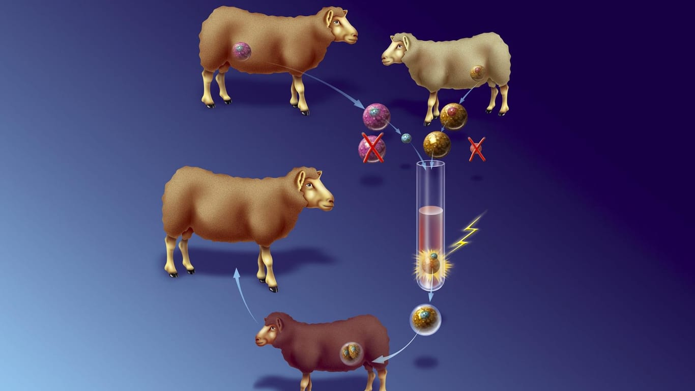 Das Dolly-Prinzip: Die DNA aus der Körperzelle eines weiblichen Schafs (oben links) wird in eine entleerte Eizelle eines anderen versetzt (oben rechts). Im Reagenzglas beide mit elektrischer Spannung zusammengeschweißt. Nach wenigen Tagen wird der so geschaffene Embryo in die Gebärmutter eines Leihmutter-Schafs eingepflanzt (unten links). Es entwickelt sich ein Klon-Schaf (Mitte links) – eine exakte genetische Kopie des Ausgangsschafs ist (oben links).