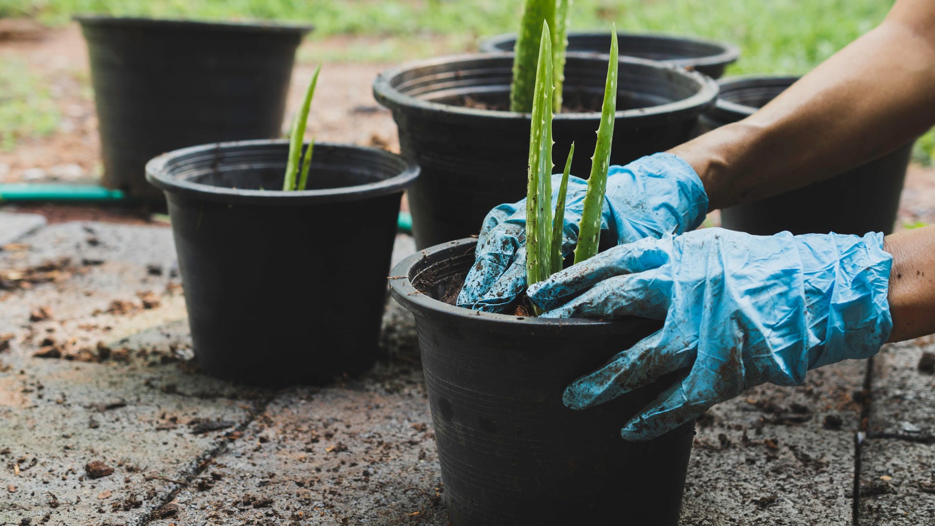 Stecklinge: Diese Art der Vermehrung führt bei Aloe Vera leider nicht immer zum Erfolg