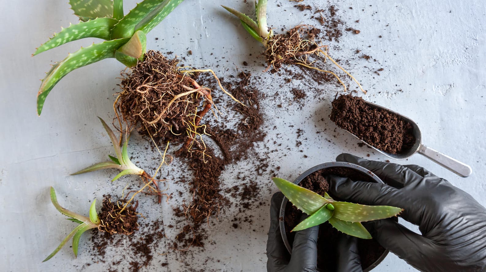 Aloe Vera: Die Wüstenpflanze bildet Kindel, die abgetrennt und in eigene Töpfe gesetzt werden können.