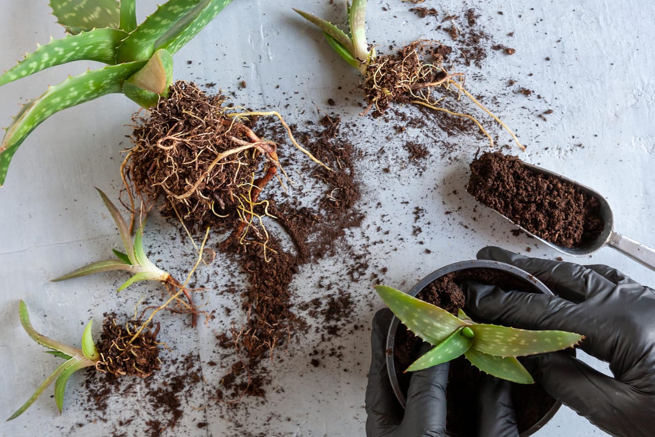 Aloe Vera: Die Wüstenpflanze bildet Kindel, die abgetrennt und in eigene Töpfe gesetzt werden können.