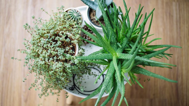 Zimmerpflanzen: Aloe Vera (ganz rechts) ist ein Hingucker in jeder Wohnung – Grund genug, sie zu vermehren!