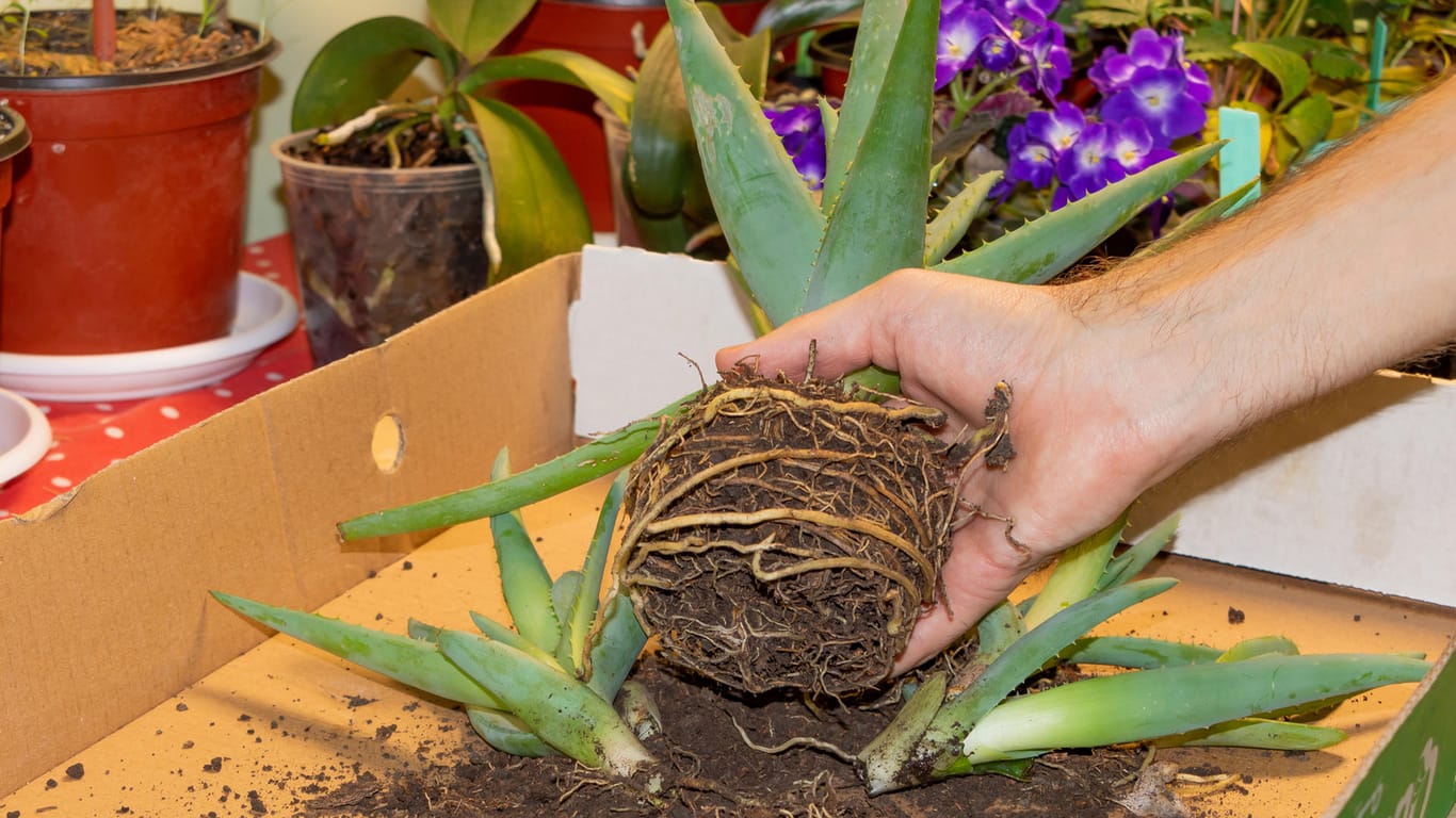 Pflanzenvermehrung: Nehmen Sie die Aloe Vera aus dem Topf, bevor Sie die Kindel abtrennen.