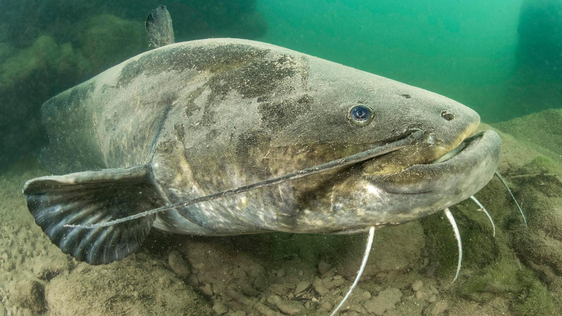 Ein europäischer Wels (Symbolbild): Angler sehen dem Treiben des Fischs in dem Gewässer nur ungern zu. Ein europäischer Wels (Symbolbild): Angler sehen dem Treiben des Fischs in dem Gewässer nur ungern zu.