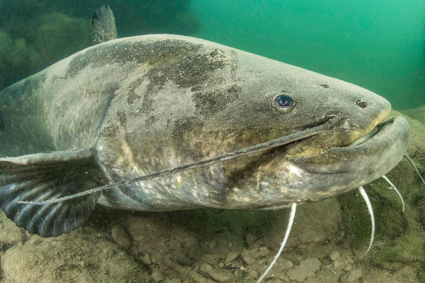 Ein europäischer Wels (Symbolbild): Angler sehen dem Treiben des Fischs in dem Gewässer nur ungern zu. Ein europäischer Wels (Symbolbild): Angler sehen dem Treiben des Fischs in dem Gewässer nur ungern zu.