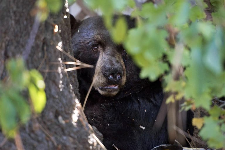 Amerikanischer Schwarzbär (Symbolbild): "Hank" hat sich so sehr an die Pizzareste gewöhnt, dass Experten nicht mehr an seine Überlebensfähigkeit in der Wildnis glauben.