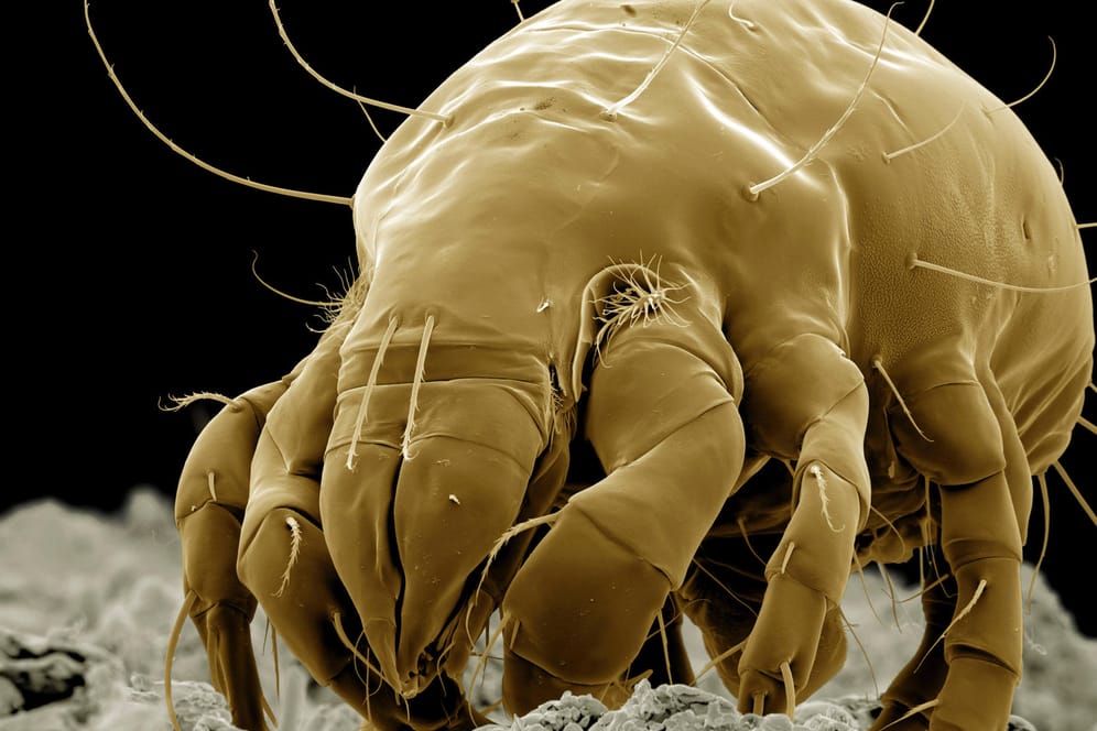 Mehlmilbe: Der Schädling ist 0,45 bis 0,7 Millimeter groß und hat einen hellen, mit langen Borsten besetzten Körper.