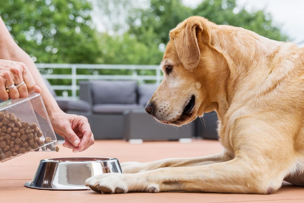 Hundefutter: Nach dem Kontakt mit Fertigprodukten sollten Sie sich unbedingt die Hände waschen.