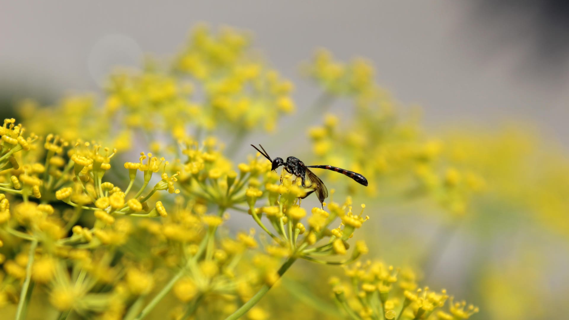 Dill: Die aromatischen Blüten sind häufig in Gurkengläsern zu finden.