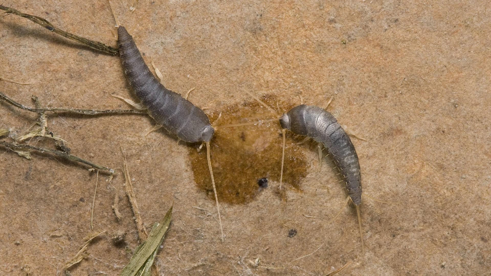 Silberfische: Die Insekten (Lepisma saccharina) werden von süßen Gerüchen angelockt.