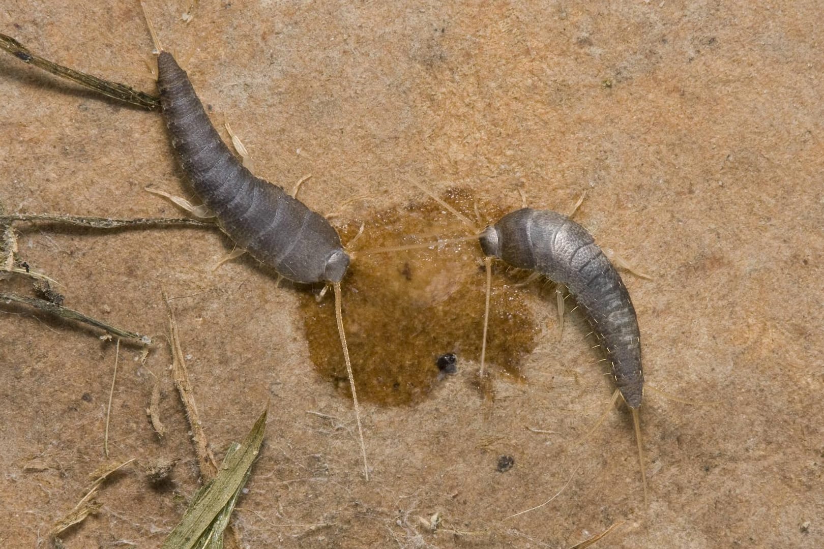 Silberfische: Die Insekten (Lepisma saccharina) werden von süßen Gerüchen angelockt.