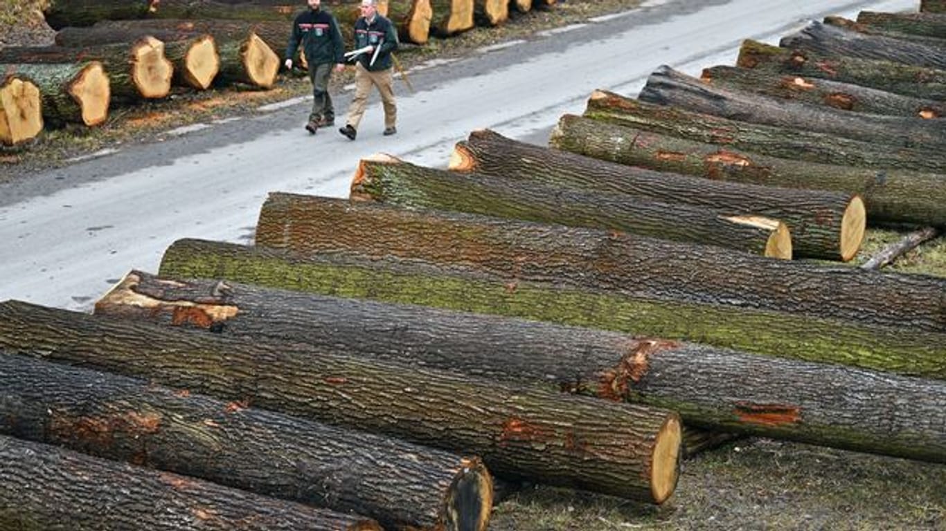 Laub- und Nadelholz