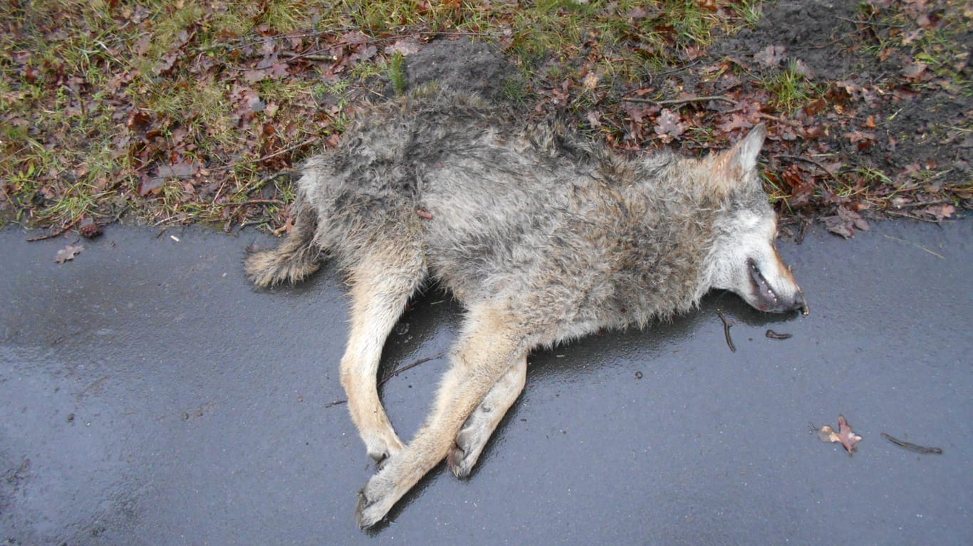 Ein Wolf liegt tot am Straßenrand (Symbolbild): Im Kreis Cuxhaven kam es zu einem tödlichen Wolfsunfall.