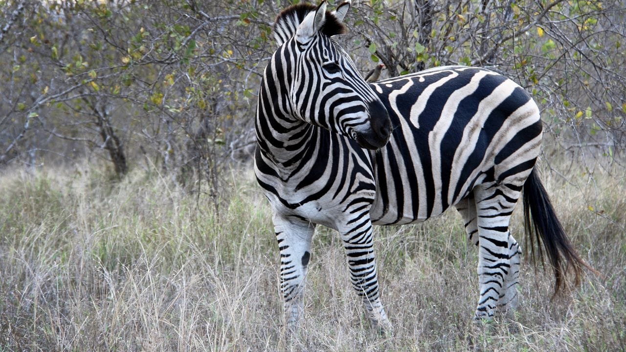 Ein Zebra im Krüger Nationalpark in Südafrika.