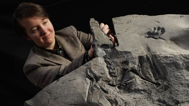 Wissenschaftlerin Natalia Jagielska präsentiert in Edinburgh das Flugsaurier-Fossil aus dem Jura-Zeitalter.