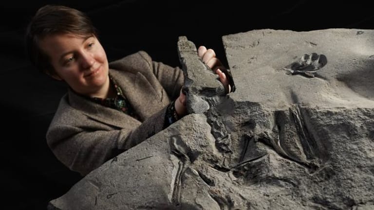 Wissenschaftlerin Natalia Jagielska präsentiert in Edinburgh das Flugsaurier-Fossil aus dem Jura-Zeitalter.