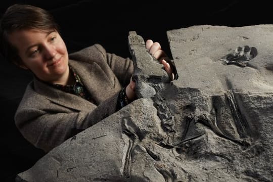 Wissenschaftlerin Natalia Jagielska präsentiert in Edinburgh das Flugsaurier-Fossil aus dem Jura-Zeitalter.