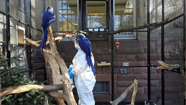 Vogelgrippe im Zoo Karlsruhe