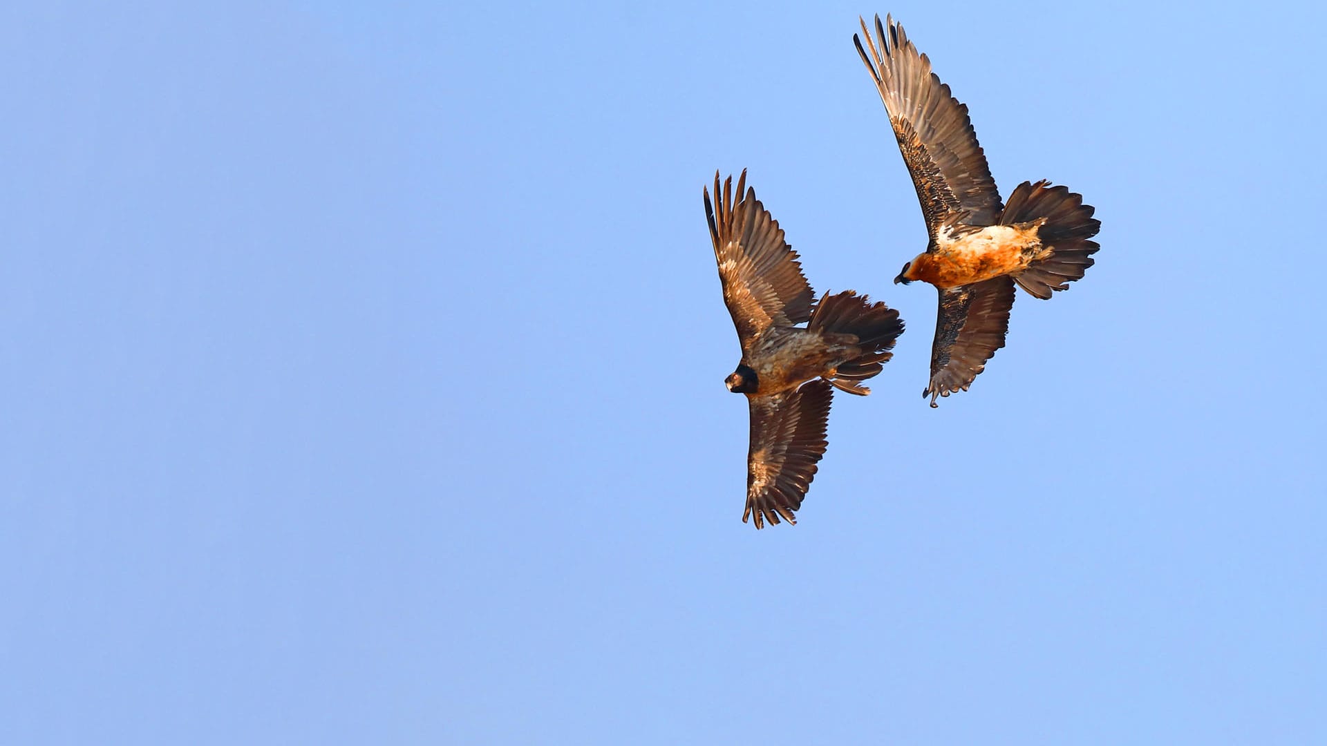 Ein Bartgeier-Paar in der Natur (Symbolbild): Die Vögel stehen unter Artenschutz.