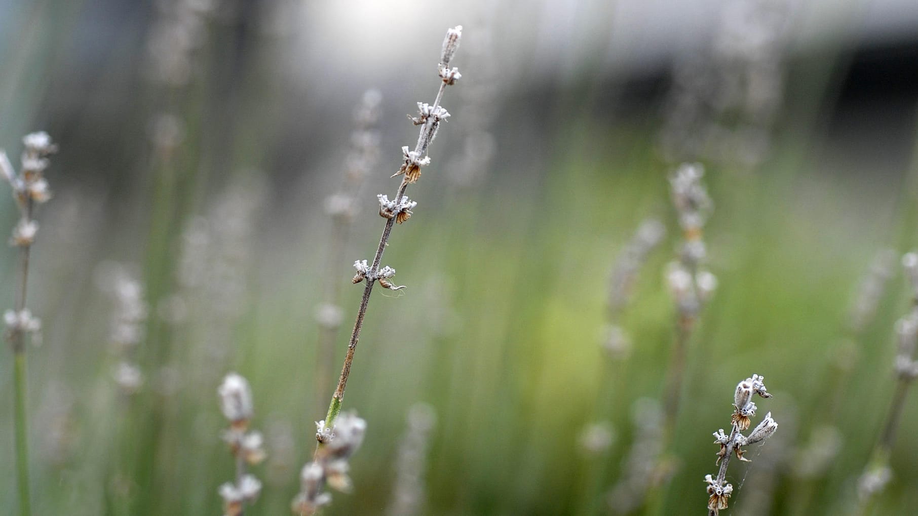 Pflanzenpflege: Wenn Lavendel vertrocknet, kann das mehrere Gründe haben.