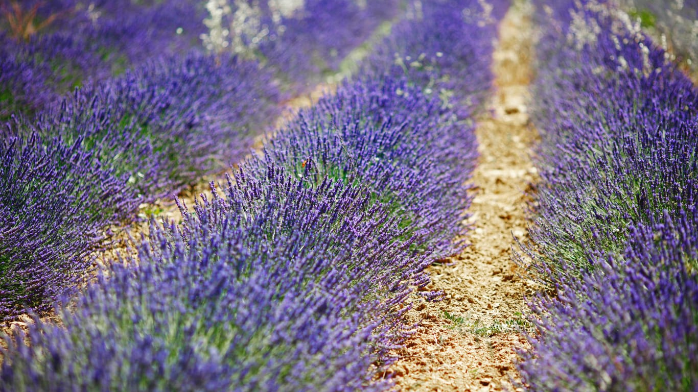 Lavendelfeld: Die lila Pflanze assoziiert man häufig mit der Provence, wo sie auf großen Flächen angebaut wird.